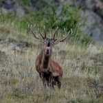 Cervo in bramito - Foto M. Giordano
